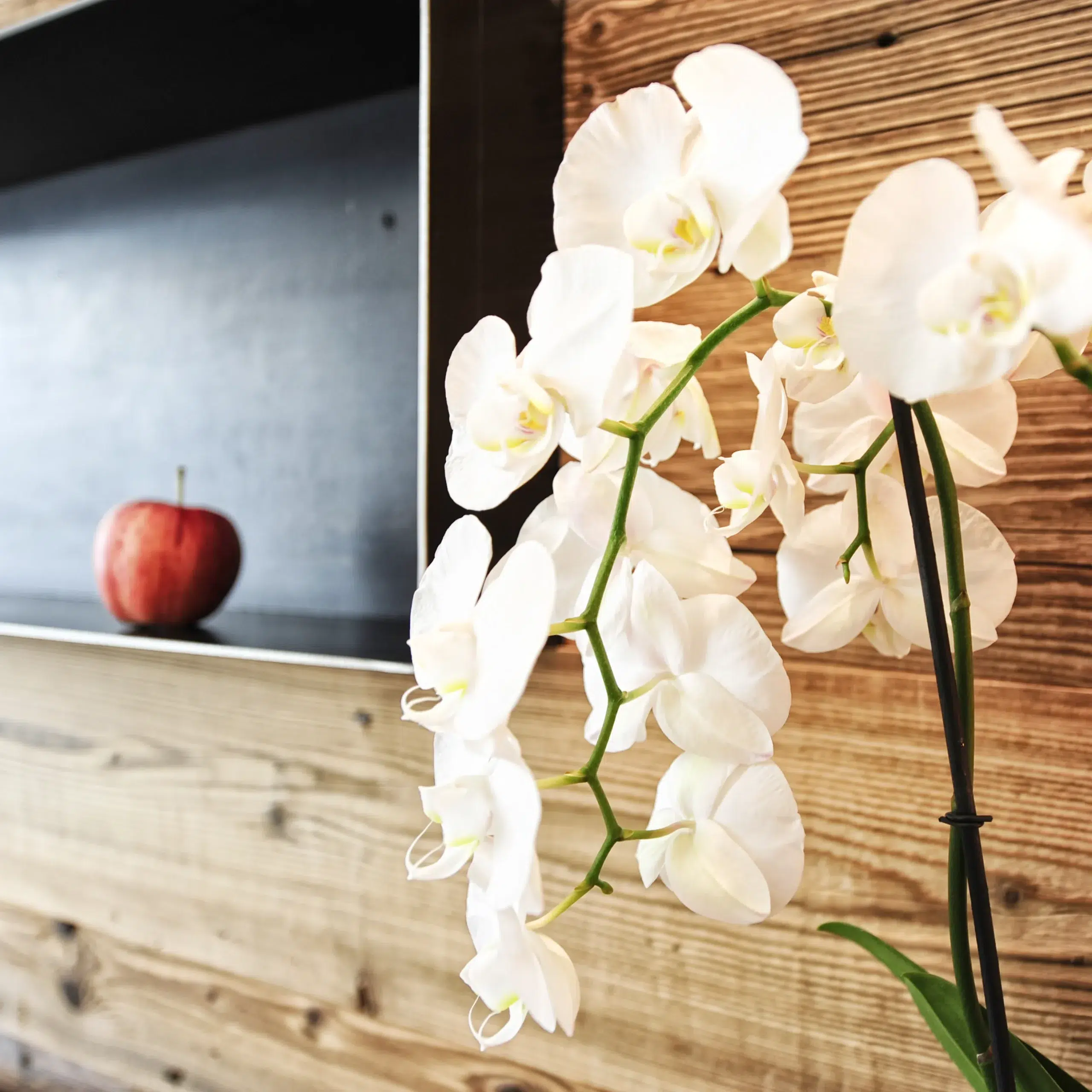 Weiße Orchideen und ein roter Apfel auf einem Regal, das Nachhaltigkeit vor einer Holzwand verkörpert.